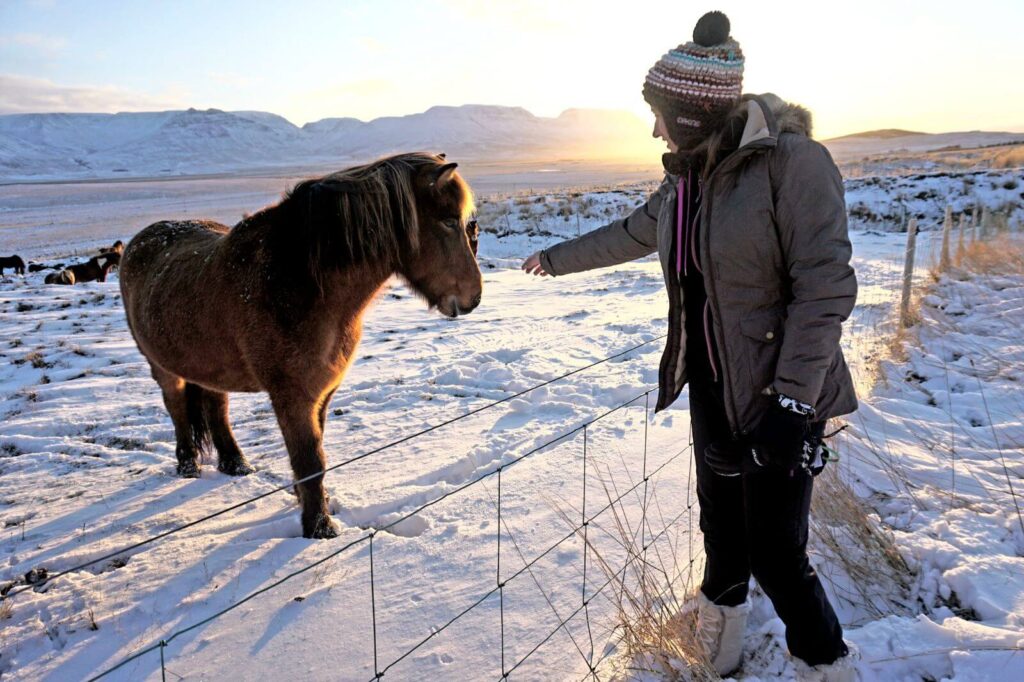Caballos islandeses - Ruta por Islandia en 10 días (3)