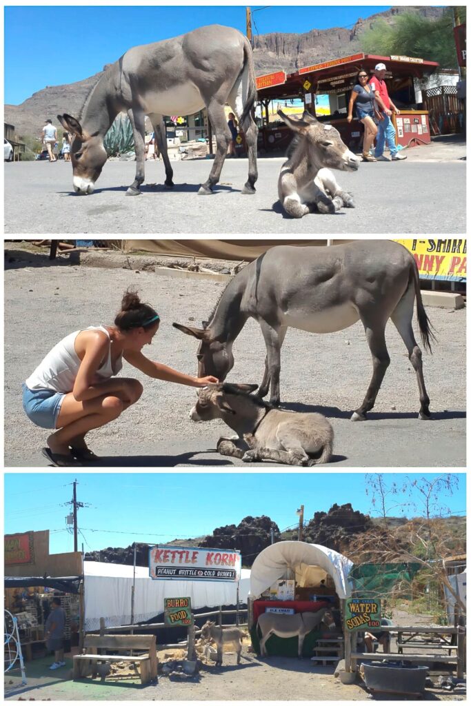 Oatman, el paraíso de los burros - Qué ver en la Ruta 66 - De Williams a Los Ángeles (2)