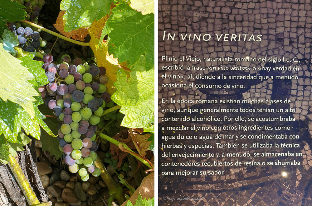 Ruta del Vino de Toro - Turismo enológico a orillas del Duero (3)
