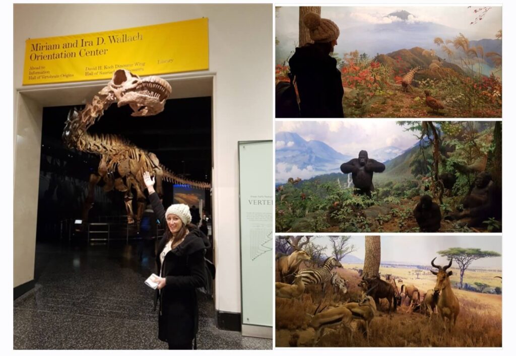 Museo Americano de Historia Natural: un imprescindible para cualquier viajero - Día 2 en Nueva York Midtown, Central Park y Dyker Heights - Nueva York en Navidad en 6 días (4)