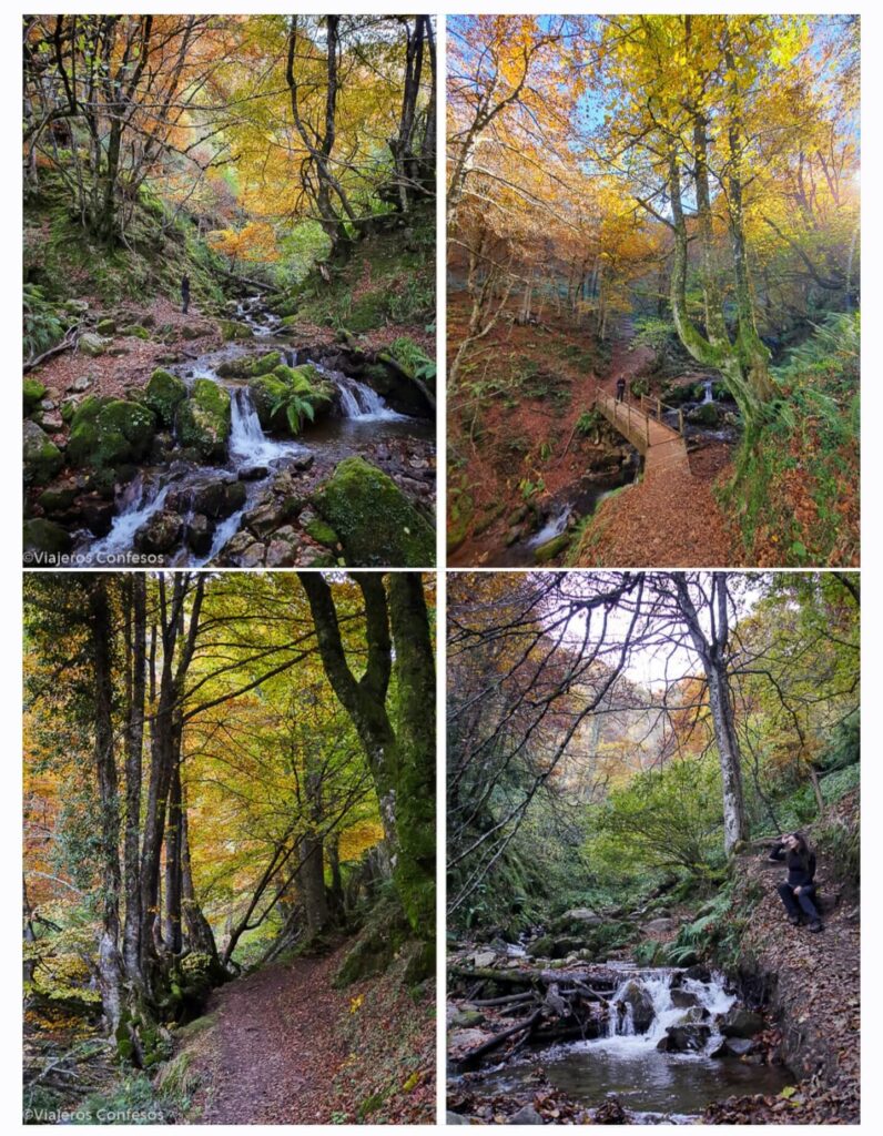 Ruta fácil a la Cascada del Xiblu por el Hayedo de Montegrande - Asturias (5)