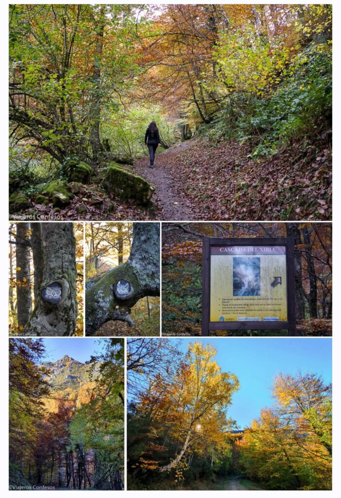 Track Ruta a la Cascada del Xiblu por el Hayedo de Montegrande - Asturias (6)
