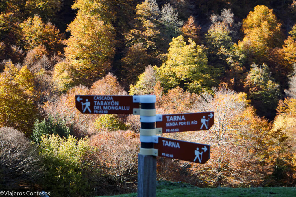 ¿Regresar por el mismo camino o por la Senda del Río a Tarna? - Tabayón del Mongallu - Cascada y hayedo en otoño - Rutas por Asturias (1)
