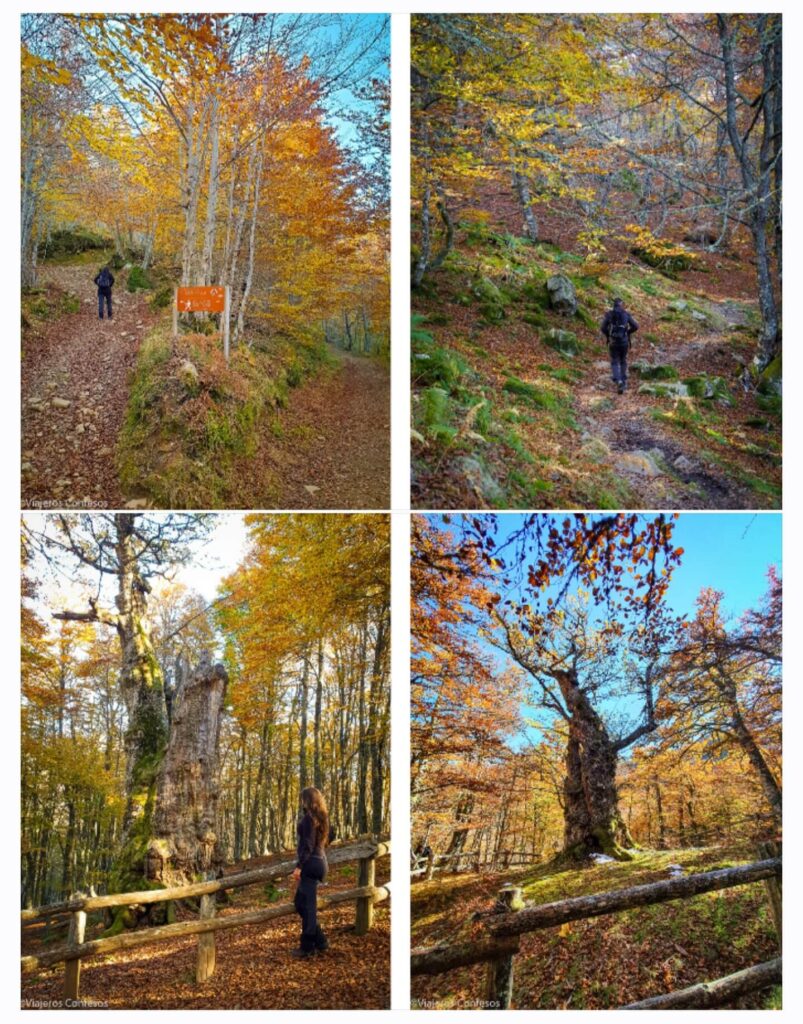 Primer tramo: hacia los Rebollos del Llanu ’l Toru - Tabayón del Mongallu - Cascada y hayedo en otoño - Rutas por Asturias (2)