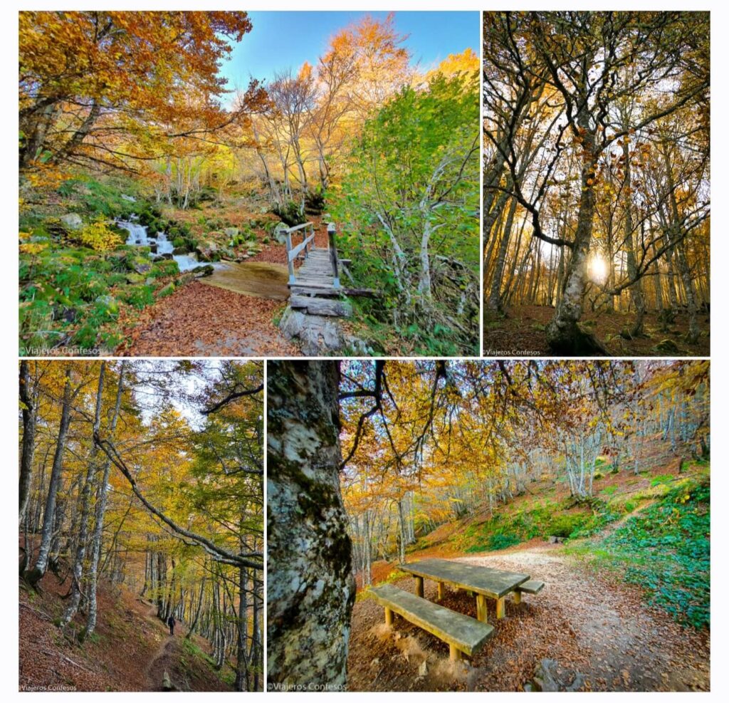 El hayedo del Monte Saperu: uno de los bosques más bonitos de Asturias en otoño - Tabayón del Mongallu - Cascada y hayedo en otoño - Rutas por Asturias (6)