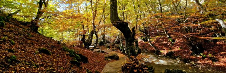 Ruta por el Faedo de Ciñera - Bosques de Otoño en León y Asturias (4)