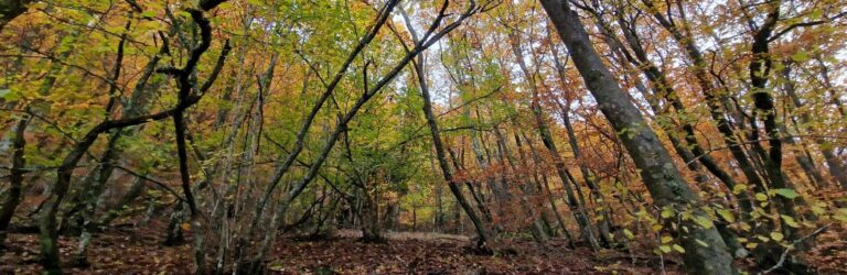 Ruta por el Hayedo de Orzonaga - Rutas de otoño en Asturias y León (1)